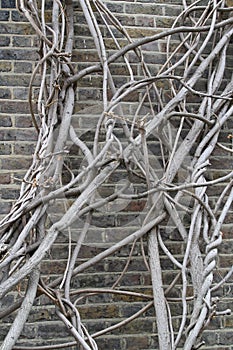 Wall Clambering Tree