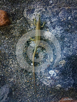 Wall climbing lizard