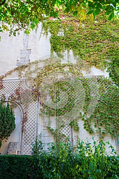 Wall with climbing supports covered with vine tendrils