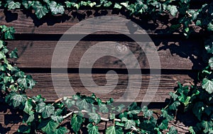 A wall of common ivy as a background or texture.