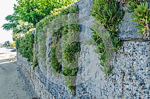 Creeper on a brick brick fence