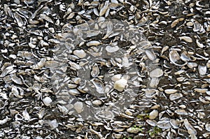 Wall of conquina shells, St. Augustine, Florida