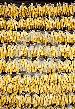 Wall of Corn