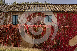 The wall of a country house is almost completely covered with a climbing plant with colorful autumn leaves, Casciana Terme, Italy