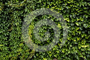 Wall covered with beautiful green leaves