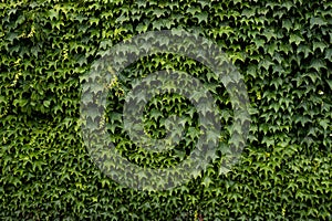 Wall covered with beautiful green leaves