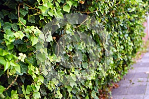 The wall covered with green. Beautiful view