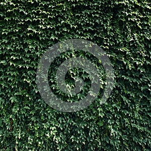 Wall covered with green leaves, Ivy leaves pattern. Green wall background, Ivy texture.