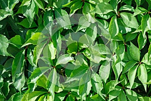 Wall covered with green leaves of wild grape . Natural background. Closeup