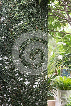 Wall covered with green natural ivy, design of home