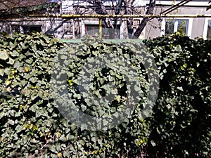 Wall covered with green spring leaves of ivy