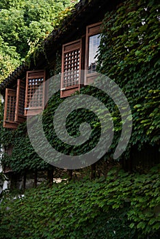 The wall covered with ivy
