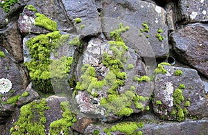 Wall covered in moss