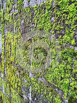 Mossy wall on the house fence