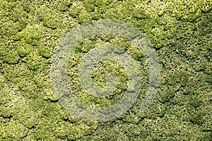 Wall covered with natural decorative green moss.  Side lighting. Texture. Wallpaper. Close-up. Selective focus