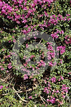 Wall Covered with Pink Bougainvillea Flowers in Madeira