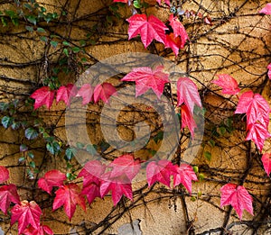 Wall covered with red ivy leafs