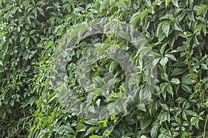 A wall covered with vine green leaves. Natural background from climbing plant. Vertical gardening