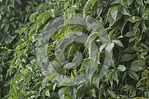 A wall covered with vine green leaves. Natural background from climbing plant. Vertical gardening