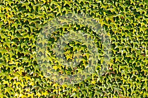 Wall covered with Virginia Creeper