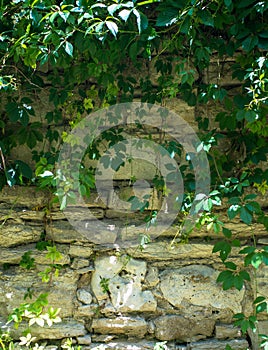 wall covered with wild grapes sprigs background