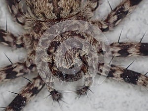 Wall crab spider