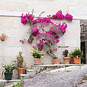 Wall decorated with flowers and plants