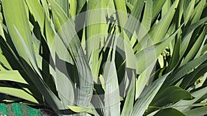 Wall of densely growing monocots