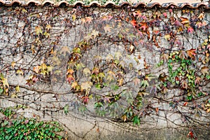 The wall is entwined with girlish grapes with bunches of small black grapes. Vines with red and green leaves.