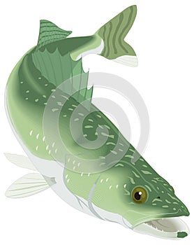 wall eye fish vector illustration transparent background