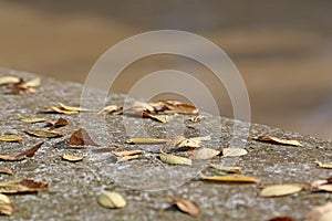 Wall in fall with deciduos dried leaves