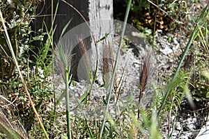 Wall or False barley Hordeum murinum   3