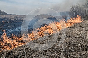 Wall of fire burns dry grass