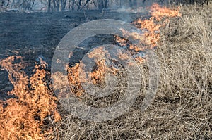 Wall of fire burns dry grass