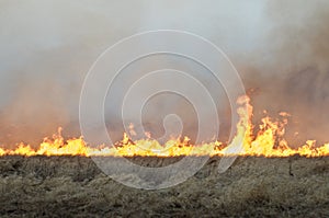 Wall of fire burns dry grass