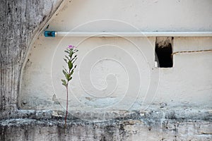 wall and flower in luang prabang (laos)