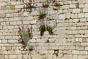 Wall with flowers