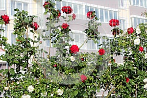 wall of flowers. rose flowers twigs and weaves along the fence