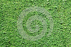 Wall of fresh green leaves