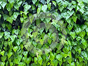 A wall of fresh green leaves as a botanical background.