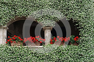 Wall full of blooming and fragant jasmine.