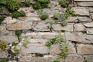 A wall full of greenery on the outskirts of the city