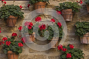A wall full of pots with red geraniums, Aragon, Spain