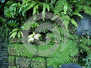 wall garden from sochi