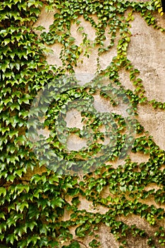 Wall with green ivy leaves