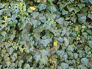 Wall of green ivy leaves as background material or texture