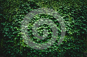Wall of green leaves
