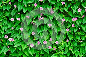 Wall of green leaves on the garden