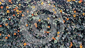 Wall of green leaves and yellow flowers photo