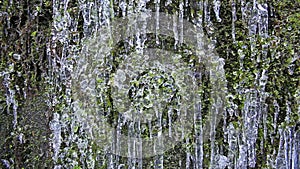 Wall of Green Moss with Frozen Icicles and Water Dripping Textured Background 1080p